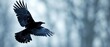 a black bird flying through the air with it's wings spread and it's wings spread wide open.
