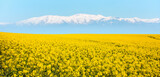 Fototapeta Tęcza - Yellow mustard field landscape industry of agriculture with blue lake and snowy mountains in the background