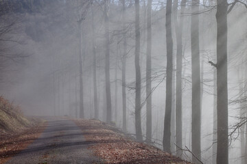 Wall Mural - Route dans la brume