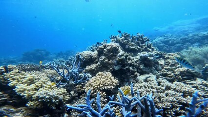 Wall Mural - branch coral with yellow fish in australia