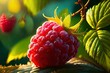 A photo of a raspberry with dramatic shadow lighting to emphasize its texture and form, capt