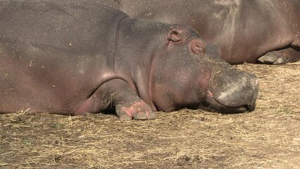 Wall Mural - gros plan sur un hippopotame faisant une sieste