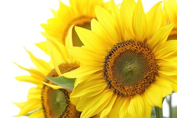 Canvas Print - Bright yellow sunflowers arranged in a vase, perfect for floral designs