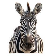 Wall Mural - zebra face shot isolated on transparent background