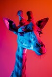 Fototapeta  - Giraffe with Red and Blue Lighting