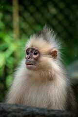 Wall Mural - The mitered langur (Presbytis mitrata) is a species of monkey in the family Cercopithecidae