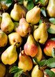 pear harvest close-up on the table. Selective focus.