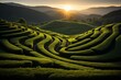 Picturesque summer day. vibrant tea plantation abstract background under the glowing sun