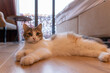 © Jelena - Cute cat lying on a wooden floor and watching at camera.