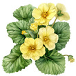 Spring yellow primrose flower. Illustration of a cute spring yellow primroses in realistic style on a white background