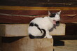 A cat is sitting on a wooden platform with its mouth open