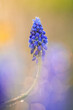 A blue hyacinth flower in the morning sun with bokeh