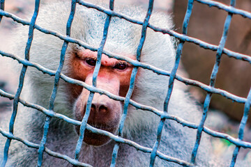 Monkey in the zoo close up	
