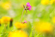 A single pink flower is in the foreground of a field of yellow flowers