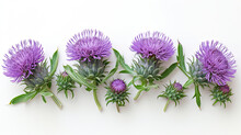 Milk Thistle Flower Isolated On The White Background