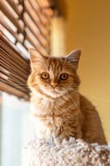 Wall Mural - portrait of a cat