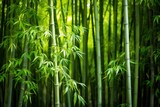 Fototapeta Sypialnia - a group of bamboo trees