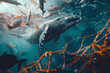 Whale underwater with fishing nets and garbage. Entangled whale. theme of water, sea and ocean pollution
