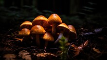 A Group Of Mushrooms Growing In The Forest