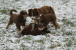 Four puppies playing in the snow