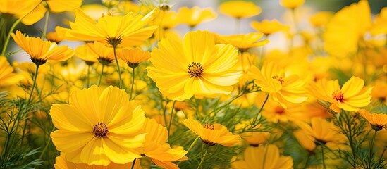 Poster - A cluster of vibrant yellow cosmos flowers blooming amidst green grass in a garden. The bright yellow petals stand out against the lush greenery of the grass.