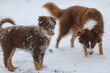 Two dogs are playing in the snow, one of which is a puppy
