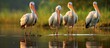 A group of pelicans, large water birds, are seen standing in the shallow waters. The pelicans are clustered together, their distinctive large bills and webbed feet visible. They appear to be foraging