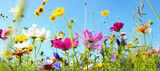 Fototapeta Do pokoju - Blumenwiese - Hintergrund Panorama - Sommerblumen

