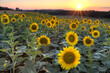 Sunflower field at dusk