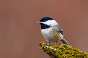 Wall Mural - Carolina Chickadee