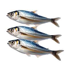Culinary Harmony Herring Edition on a transparent background