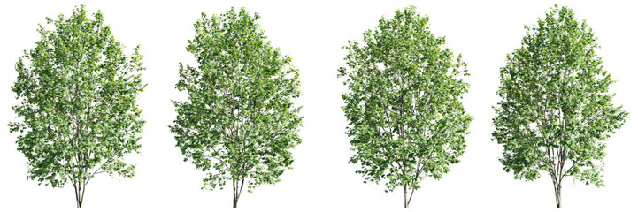Wall Mural - Isolated trees on transparent background.3d rendering PNG Set