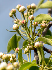 Sticker - Flowers on a pear tree in spring. Close-up