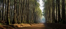 A Dirt Road Winds Its Way Through A Dense Forest Of Tall Eucalyptus Trees In Gudalur Ooty. The Towering Trees Create A Striking Canopy Overhead, Casting Dappled Light On The Rugged Pathway.