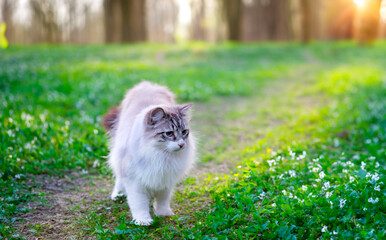 Sticker - birman cat in nature