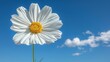 a white flower with a yellow center in the middle of a blue sky with white fluffy clouds in the background.