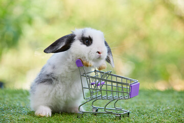 cute rabbit pushing empty shopping trolley cart and looking some food on a green grass