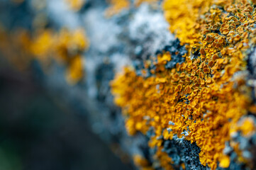 Wall Mural - the yellow and black color of the moss has been taken