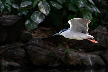 Black-crowned Night Heron
