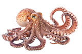 Fototapeta Do akwarium - Octopus isolated on transparent background
