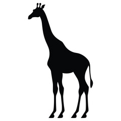 Wall Mural - Giraffe black Silhouette vector, white background.
