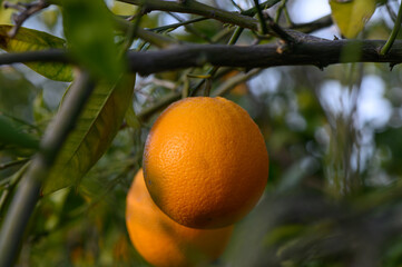 Ripe oranges hanging between the leaves on the branches of the trees of an organic citrus grove, in winter. Traditional agriculture. 2