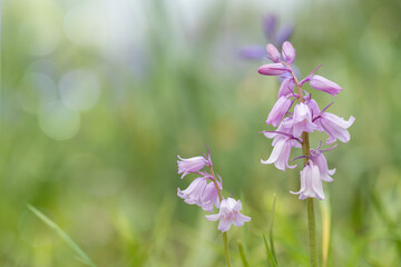 Wall Mural - pink blooming spanish bluebells (genus hyacinthoides). space for your text. use e.g., for greeting c