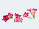 Fototapeta Zachód słońca - Pink flowers of Adenium obesum blossom isolated on white background, other common names : Desert rose, Mock Azalea, Pinkbignonia, Impala lily.