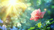 Rose on nature background with flares