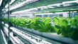 Hydroponics vertical farm in building with high technology farming, agricultural greenhouse with hydroponic shelves modern agriculture