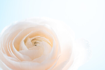 Wall Mural - Macro beautiful cream ranunculus. Extreme flower closeup. full frame. Blurred and selective focus.