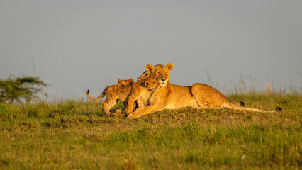 Wall Mural - lion ( panthera leo leo) pride enjoying the golden light of the morning sun, olare motorogi conserva