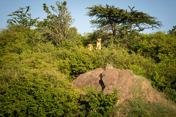 Wall Mural - lion ( panthera leo leo) pride scanning for prey, olare motorogi conservancy, kenya.