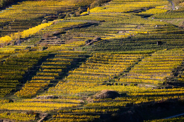 Vineyard with autumn leaf colors. Abstract view of wine-growing agriculture in Wachau, Austria